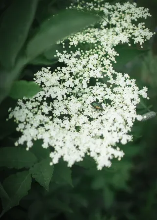Hylleblomstsirup 3L